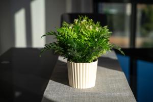 een plant in een witte vaas zittend op een tafel bij Apartamento familiar en Torreblanca con vistas al mar, aire acondicionado y cerca de la playa in Torreblanca