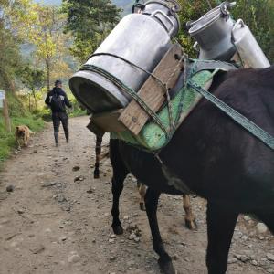 a man walking down a dirt road with a cow with a bucket on its back at Cabane Limon - Salento in Salento