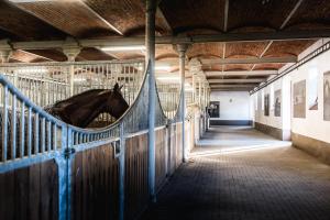 a horse is sticking its head over a fence at Penzion Albertovec in Opava