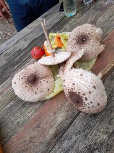 two mushrooms sitting on top of a wooden table at Bujtina Liqeni i Shkopetit in Madhesh