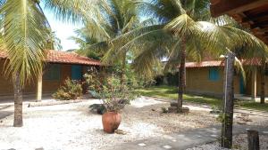 バイア・ダ・トライカオにあるPousada Catumbaéの家の前にヤシの木が茂る中庭 +5枚の写真