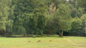 three deer grazing in a field with trees at Elegant Hampshire Countryside Stay in Petersfield