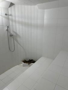 ein Bad mit einer Dusche und einer Katze auf dem Boden in der Unterkunft Villa Santa Luz in La Pradera