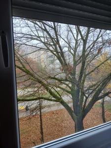 a view of a tree from a window at Apartman Dijana in Subotica
