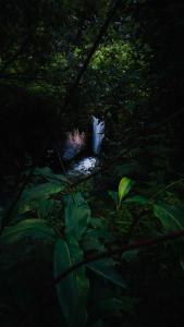 a forest with a white object in the middle at Selah by soho house in Jibhi +1 photo