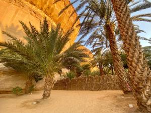 a group of palm trees in a desert area at The Rock Hostel in AlUla