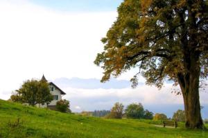 a house on a hill with a tree and a bench at Studio In Renoviertes Bauernhaus 3 Pers in Chardonne