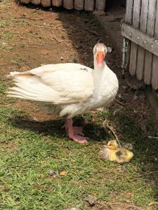 a white goose standing next to a baby duck at Fazenda do Sonhos - Cotia in Cotia +2 photos