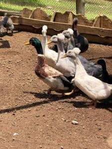 a group of ducks standing in the dirt at Fazenda do Sonhos - Cotia in Cotia