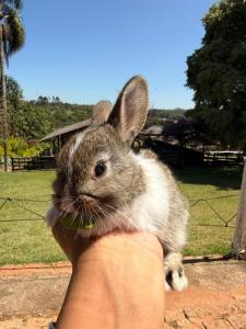 a person holding a small rabbit in a persons hand at Fazenda do Sonhos - Cotia in Cotia