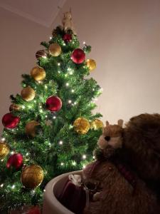 Φωτογραφία από το άλμπουμ του Andreou Apartment στα Ιωάννινα