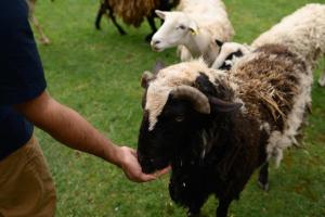 Zvířata v prázdninového domu nebo okolí