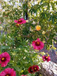 Φωτογραφία από το άλμπουμ του Appartement T2 44 m2 σε Kesseldorf