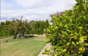a yard with an orange tree in a field at Kingston apartment in Kingston +8 photos