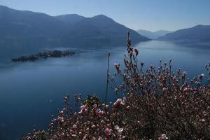 a view of a body of water with a plant at Casa Leula 2 1 2 Zimmerwohnung in Ronco s/Ascona - Porto Ronco