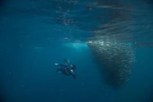 a person swimming in the water next to a fishtank at Hotel Prado´s in San Carlos