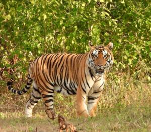 Dyr på resortet eller i nærheden + 73 billeder