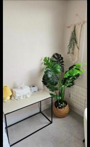 a plant sitting on a table in a bathroom at 스타샤인 in Busan