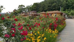 a garden of flowers in front of a house at Red Clay Pension Dream Conversation in Donghae +53 photos