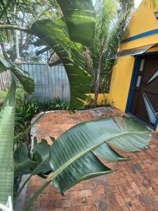 eine große Blattpflanze vor einem Haus in der Unterkunft Neo & Ruks Guest Houses Boston Belleville 8 in Bellville + 4 Fotos