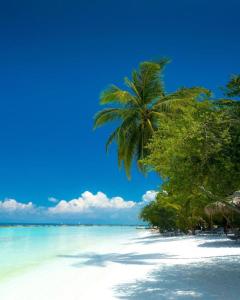 a palm tree on a beach with the ocean at La Isla Bonita in Guraidhoo