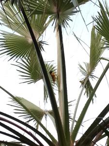 a bird perched on top of a palm tree at Charming duplex - Villa Bleue Majorelle, Saly in Saly Portudal