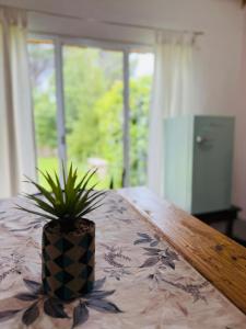 a potted plant sitting on top of a table at Vientos del Lago - Tu refugio en la Patagonia in Los Antiguos