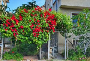 Zahrada ubytování Paganini House close to Center and Rowing Canal