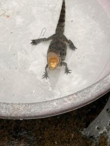 Imagen de la galería de Hotel RaptiRiverview, en Khargauli 2 fotos más