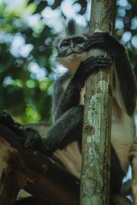 un singe assis au sommet d'un arbre dans l'établissement Bukit Lawang Joint Trekking Loge & Transport, à Bukit Lawang