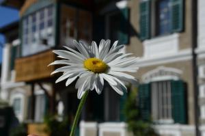 eine weiße Blume mit einer gelben Mitte vor einem Gebäude in der Unterkunft Haus Moser in Öblarn