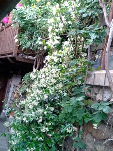 a hedge of white flowers on a wall at camera per 2 persone con il cuore in relax in Sarre +5 photos