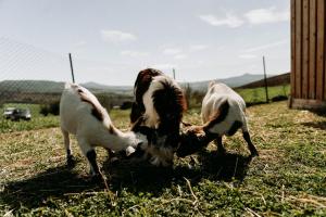 three goats are eating grass in a field at Vitalenta Agriboutique in Pienza