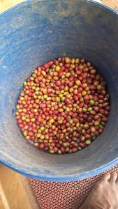 Φωτογραφία από το άλμπουμ του Eco friendly home stay σε Sultan Bathery