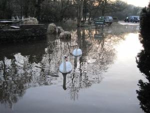 AshspringtonにあるThe Watermans Armsの白鳥二頭の水泳