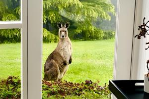 un canguro de pie en una ventana de una habitación en Southern Heights, en Lavers Hill