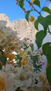 Fotografie z fotogalerie ubytování Wadi guest house 