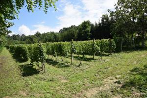 Φωτογραφία από το άλμπουμ του Family friendly house with a swimming pool Nova Kapela, Slavonija - 17313 σε Nova Kapela +14 φωτογραφίες