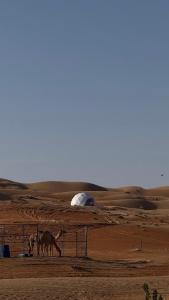 a horse in a field with a fence and a tent at The mirage dome in Bidiyah