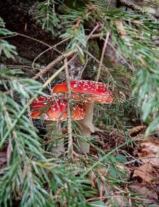 a red and white mushroom in a tree at Kuca Lula Stara planina in Pirot