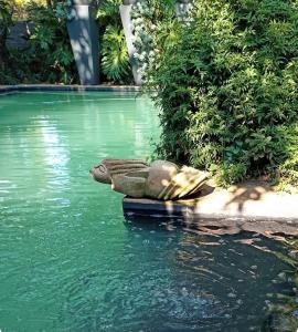 una rana tumbada en el borde de un charco de agua en Modern designer loft with solar, en Honeydew