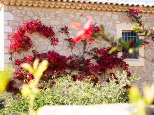 Κήπος έξω από το Deluxe King Size Studio - Aloe