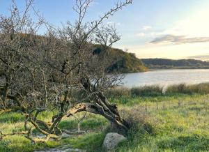 een boom in een veld naast een waterlichaam bij Reethus Koppelkiek in Husby