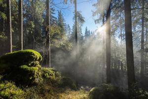 a misty forest with the sun shining through the trees at Pension am Waldesrand in Regen
