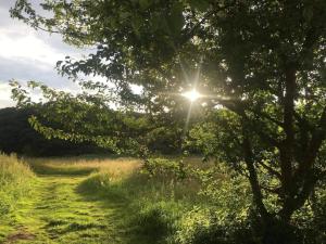 a field with the sun shining through a tree at 6 person holiday home in Ebeltoft-By Traum in Ebeltoft