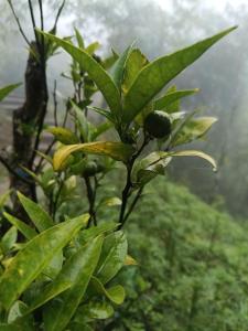 a tree with green leaves and a fruit on it at Rumba Homestay in Darjeeling