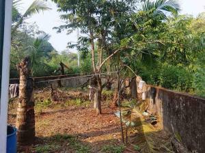 Una jirafa caminando en un campo con árboles en Yellow Maple, en Camorlim