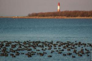 a large group of ducks swimming in the water with a lighthouse at Surf and Chill in Orth