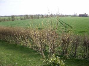 a field of grass with a tree in the foreground at Wohnung mit Balkon und Aussicht in Petersdorf auf Fehmarn +4 photos