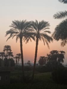 un groupe de palmiers devant un coucher de soleil dans l'établissement Sun Rise House Luxor, à Al Aqālitah